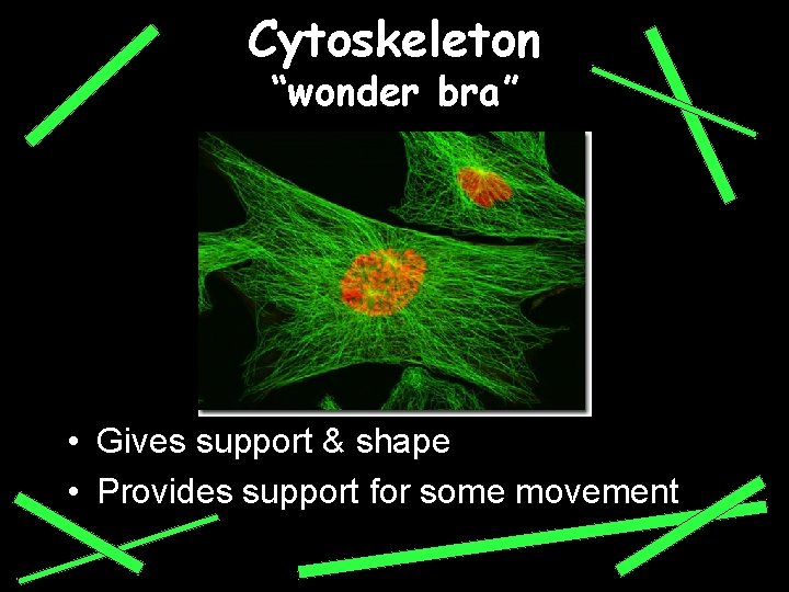 Cytoskeleton “wonder bra” • Gives support & shape • Provides support for some movement