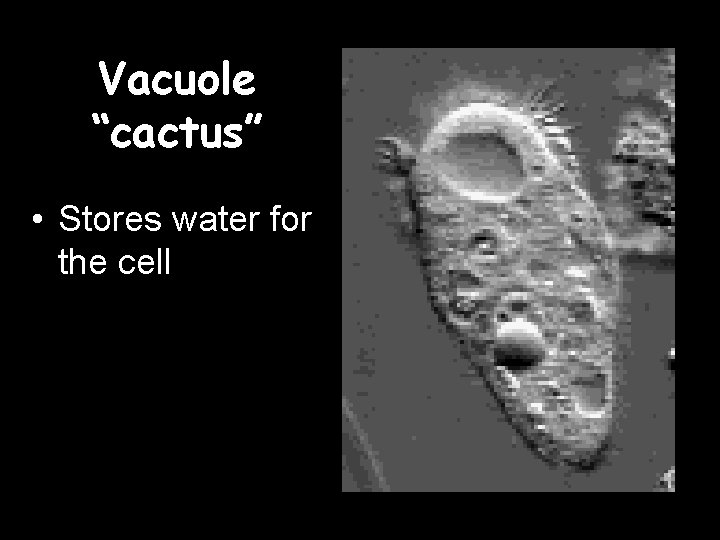 Vacuole “cactus” • Stores water for the cell 