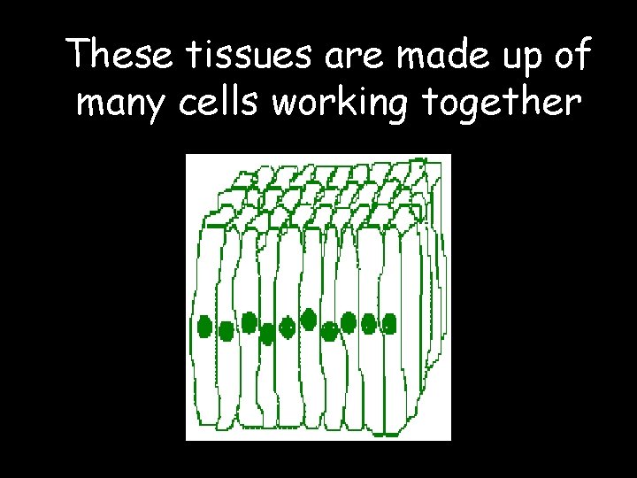 These tissues are made up of many cells working together 