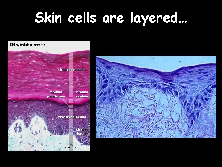 Skin cells are layered… 