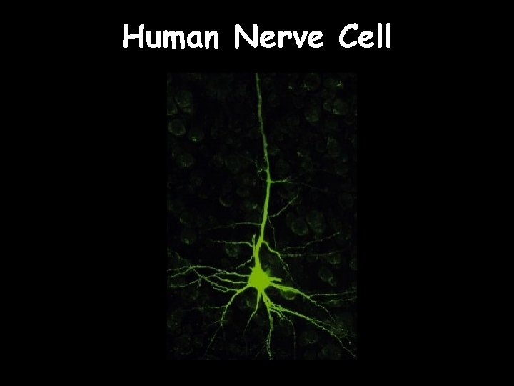 Human Nerve Cell 