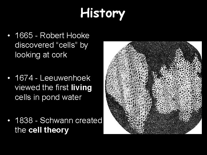 History • 1665 - Robert Hooke discovered “cells” by looking at cork • 1674