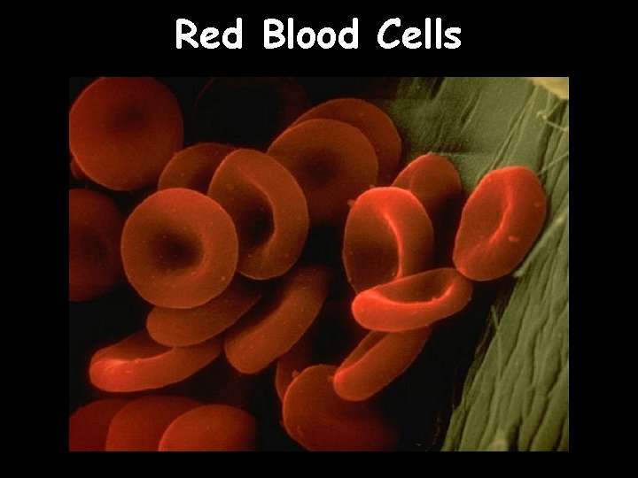 Red Blood Cells 