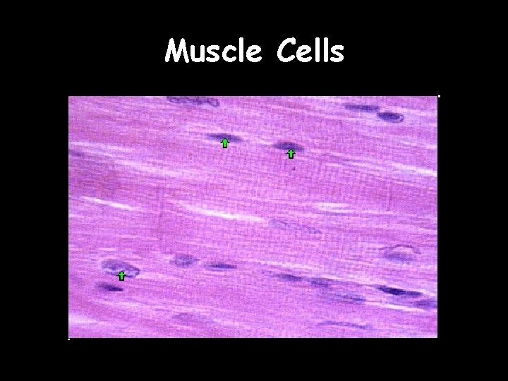 Muscle Cells 