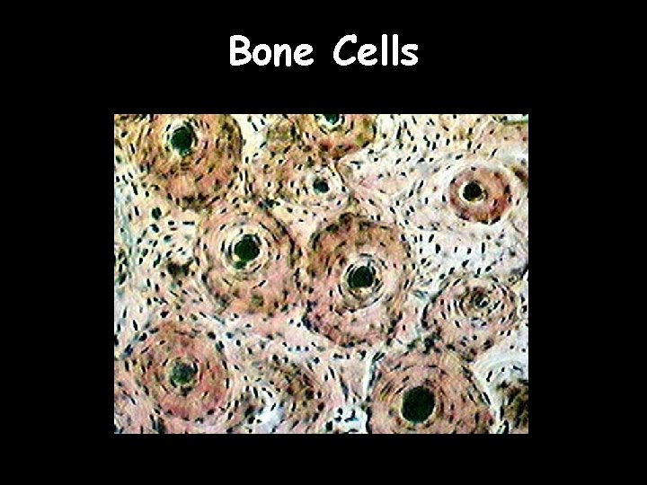 Bone Cells 