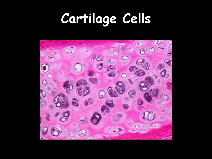 Cartilage Cells 