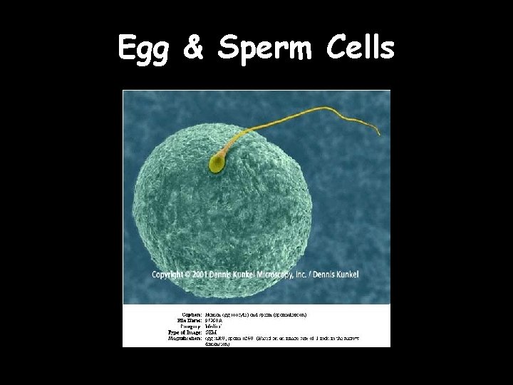 Egg & Sperm Cells 