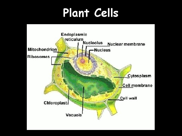 Plant Cells 