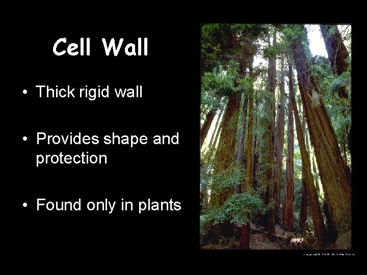 Cell Wall • Thick rigid wall • Provides shape and protection • Found only