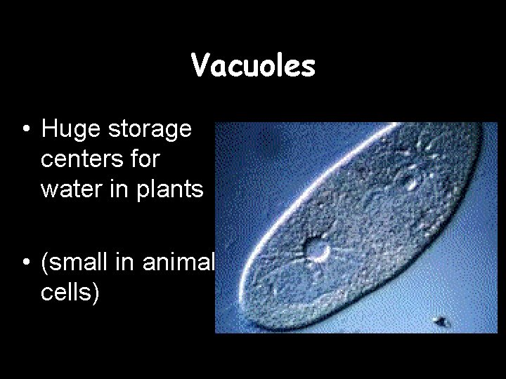 Vacuoles • Huge storage centers for water in plants • (small in animal cells)