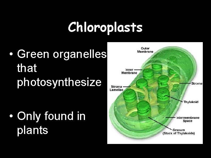 Chloroplasts • Green organelles that photosynthesize • Only found in plants 