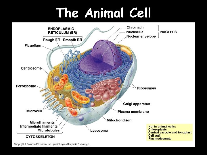 The Animal Cell 