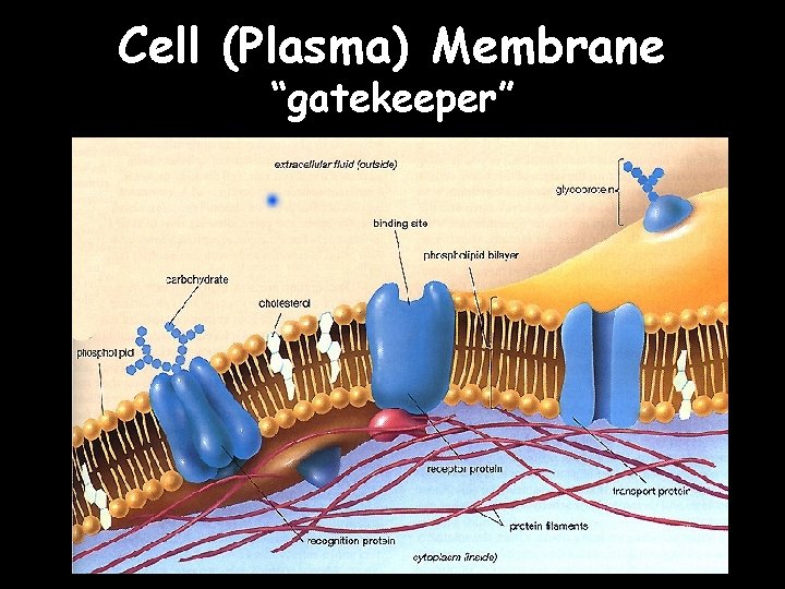 Cell (Plasma) Membrane “gatekeeper” 