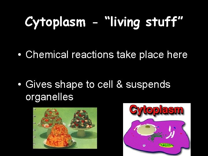 Cytoplasm - “living stuff” • Chemical reactions take place here • Gives shape to