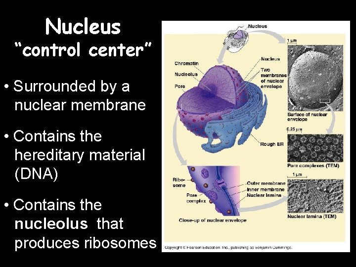 Nucleus “control center” • Surrounded by a nuclear membrane • Contains the hereditary material