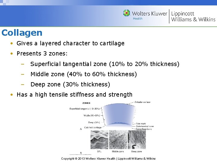 Collagen • Gives a layered character to cartilage • Presents 3 zones: – Superficial