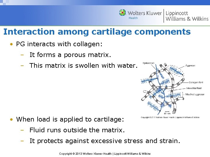 Interaction among cartilage components • PG interacts with collagen: – It forms a porous