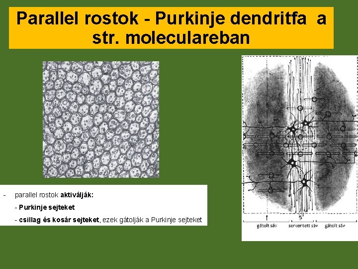 Parallel rostok - Purkinje dendritfa a str. moleculareban - parallel rostok aktiválják: - Purkinje