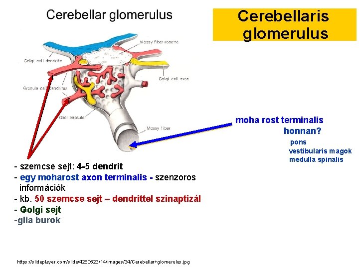 Cerebellaris glomerulus moha rost terminalis honnan? - szemcse sejt: 4 -5 dendrit - egy