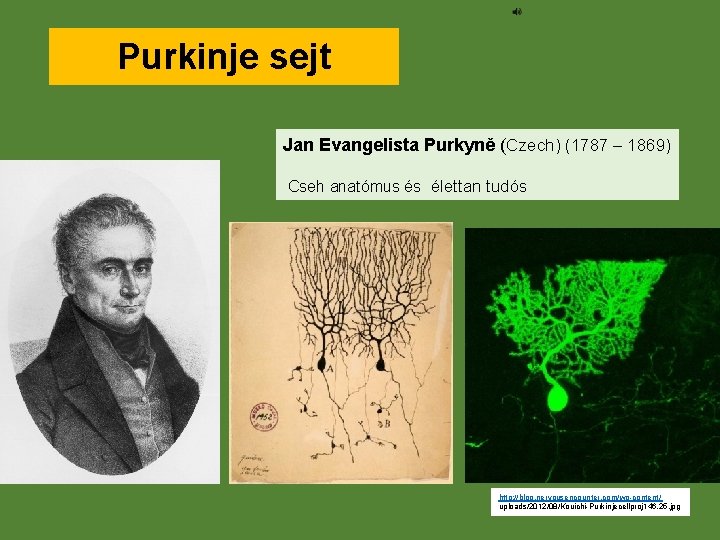 Purkinje sejt Jan Evangelista Purkyně (Czech) (1787 – 1869) Cseh anatómus és élettan tudós