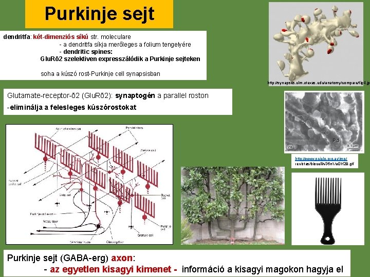 Purkinje sejt dendritfa: két-dimenziós síkú str. moleculare - a dendritfa síkja merőleges a folium