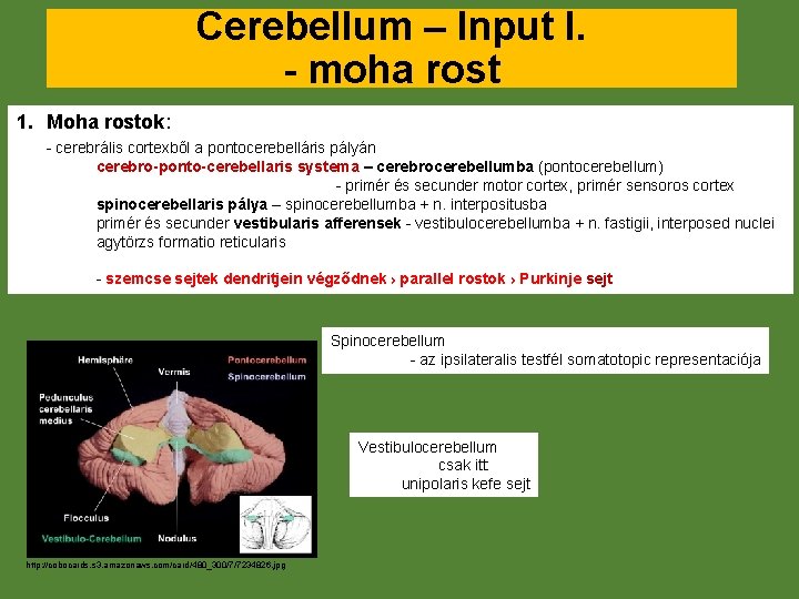 Cerebellum – Input I. - moha rost 1. Moha rostok: - cerebrális cortexből a