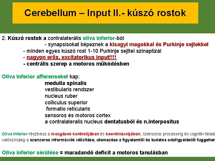 Cerebellum – Input II. - kúszó rostok 2. Kúszó rostok a contralaterális oliva inferior-ból