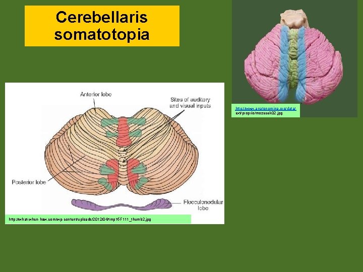 Cerebellaris somatotopia http: //www. anatonomina. org/data/ ext/proprio/mozecek 02. jpg http: //what-when-how. com/wp-content/uploads/2012/04/tmp 15 F