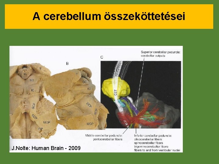 A cerebellum összeköttetései J. Nolte: Human Brain - 2009 