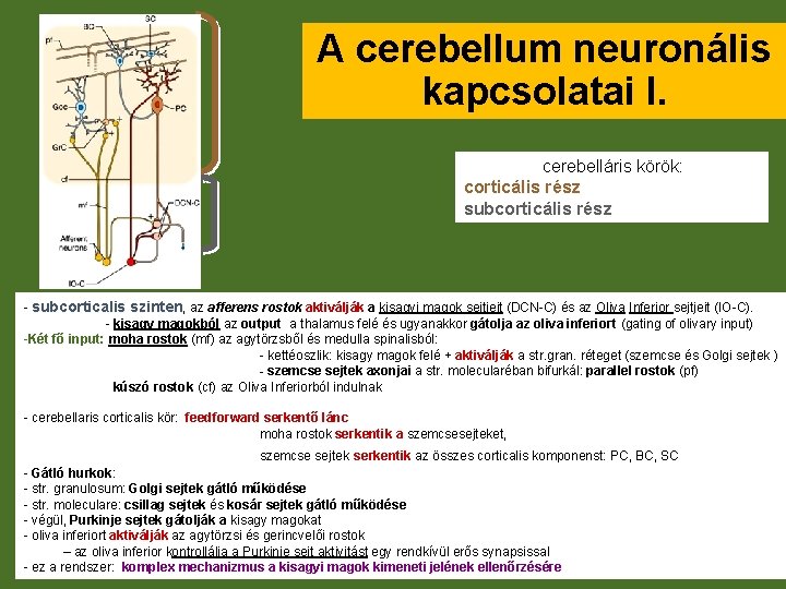 A cerebellum neuronális kapcsolatai I. cerebelláris körök: corticális rész subcorticális rész - subcorticalis szinten,