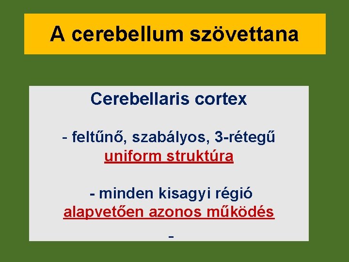 A cerebellum szövettana Cerebellaris cortex - feltűnő, szabályos, 3 -rétegű uniform struktúra - minden
