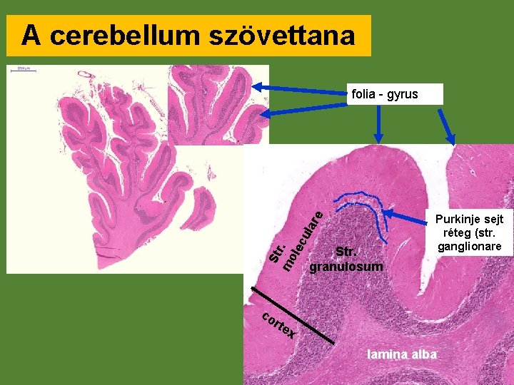 A cerebellum szövettana St r mo. lec u lar e folia - gyrus Str.