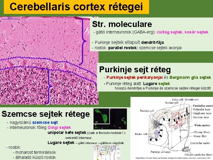 Cerebellaris cortex rétegei Str. moleculare - gátló interneuronok (GABA-erg): csillag sejtek, kosár sejtek -