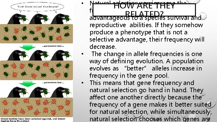  • Natural selection can increase HOW ARE THEY the frequencies of alleles if