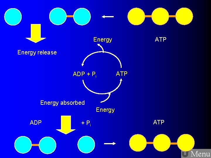 ATP Energy release ADP + Pi ATP Energy absorbed Energy ADP + Pi ATP