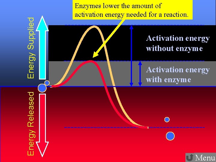 Energy Supplied Energy Released 20 Enzymes lower the amount of activation energy needed for