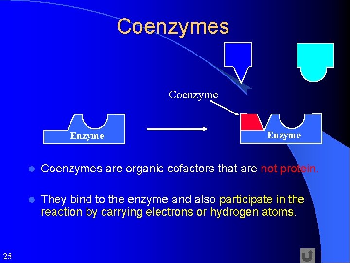 Coenzymes Coenzyme Enzyme l Enzyme Coenzymes are organic cofactors that are not protein. l