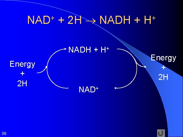 NAD+ + 2 H NADH + H+ Energy + 2 H 30 NAD+ Energy