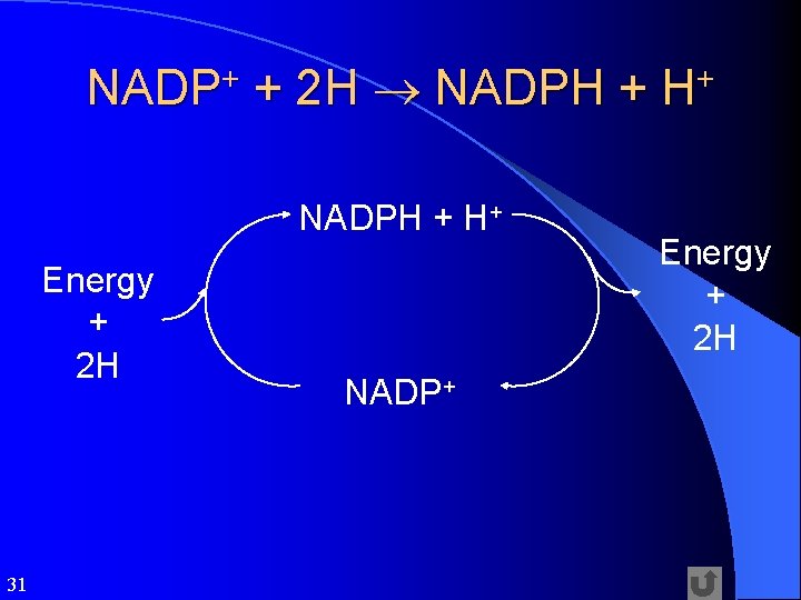 NADP+ + 2 H NADPH + H+ Energy + 2 H 31 NADP+ Energy