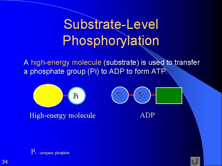 Substrate-Level Phosphorylation A high-energy molecule (substrate) is used to transfer a phosphate group (Pi)