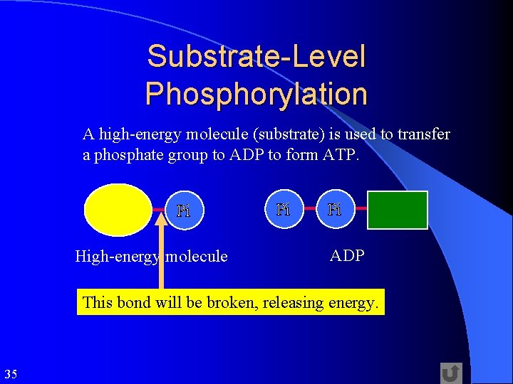 Substrate-Level Phosphorylation A high-energy molecule (substrate) is used to transfer a phosphate group to