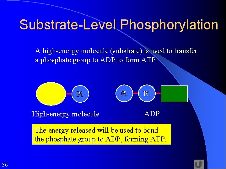 Substrate-Level Phosphorylation A high-energy molecule (substrate) is used to transfer a phosphate group to