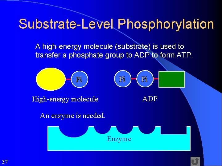 Substrate-Level Phosphorylation A high-energy molecule (substrate) is used to transfer a phosphate group to