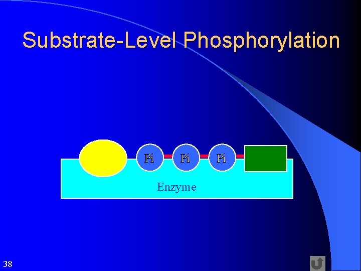Substrate-Level Phosphorylation Pi Pi Enzyme 38 Pi 