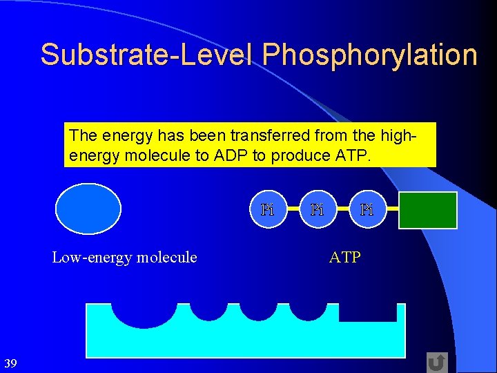 Substrate-Level Phosphorylation The energy has been transferred from the highenergy molecule to ADP to