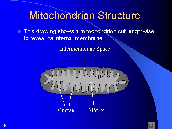 Mitochondrion Structure l This drawing shows a mitochondrion cut lengthwise to reveal its internal