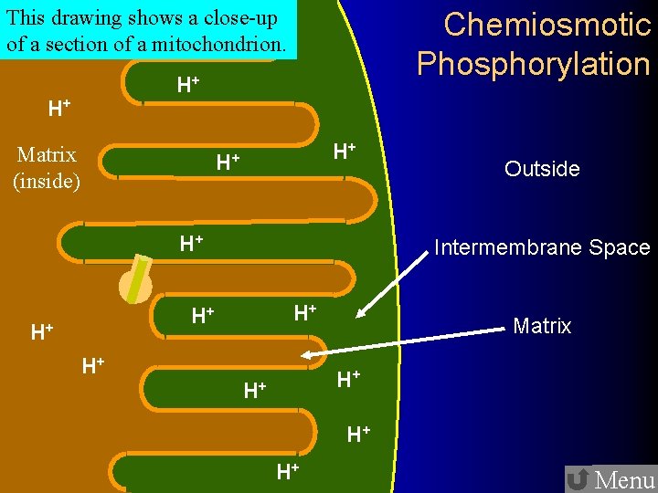 This drawing shows a close-up of a section of a mitochondrion. Chemiosmotic Phosphorylation H+