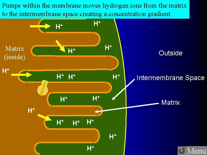 Pumps within the membrane moves hydrogen ions from the matrix to the intermembrane space