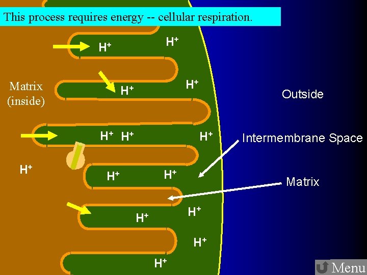 This process requires energy -- cellular respiration. H+ H+ Matrix (inside) H+ H+ H+
