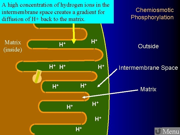 A high concentration of hydrogen ions in the intermembrane space creates a gradient for